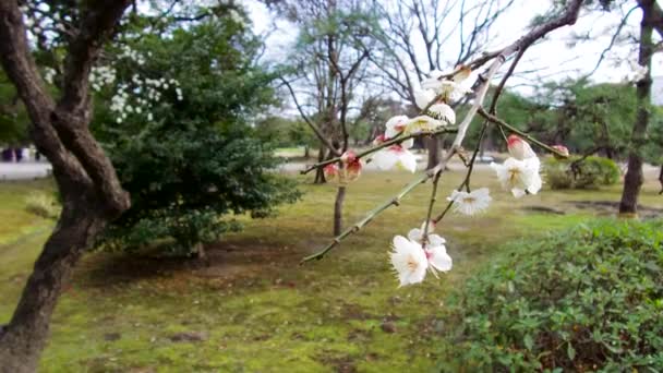 Primer plano de hermosas flores de árboles de sakura en el parque — Vídeo de stock