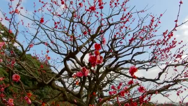 Primer plano de hermosas flores de árboles de sakura en el parque — Vídeo de stock