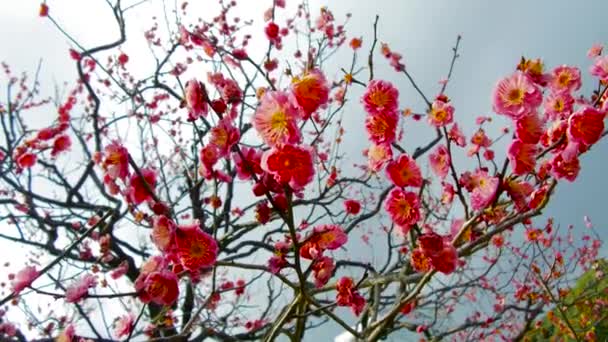 Close up of beautiful sakura tree blossoms at park — Stock Video