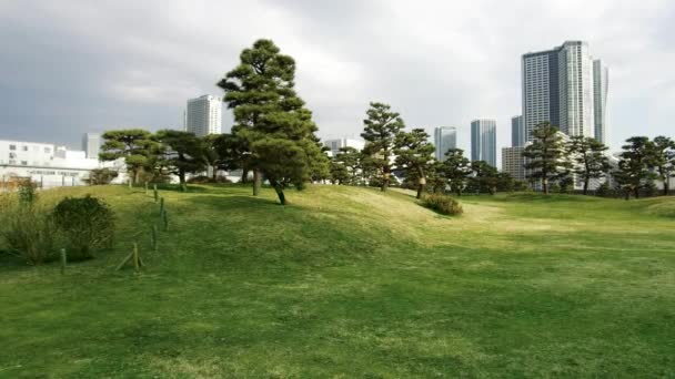 Pine trees at hamarikyu gardens park in tokyo — Stock Video