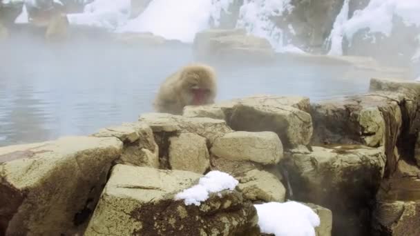 Macaco japonês ou macaco de neve na primavera quente — Vídeo de Stock
