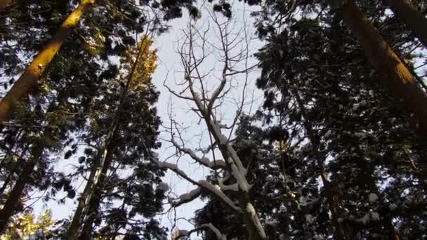 Conceito Natureza Vida Selvagem Floresta Inverno Japão — Vídeo de Stock