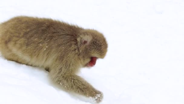 Macaques japonais ou singe à la recherche de nourriture dans la neige — Video