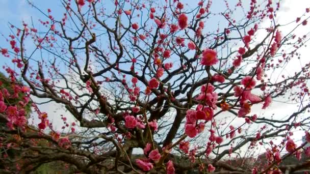 Close up van mooie sakura boom bloesems in park — Stockvideo