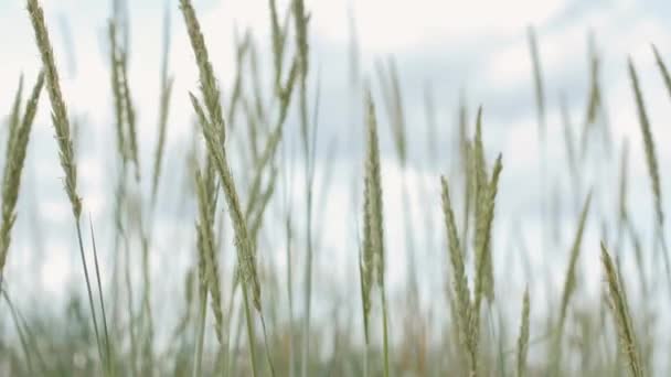 Písek reed rostoucí mávat ve větru — Stock video