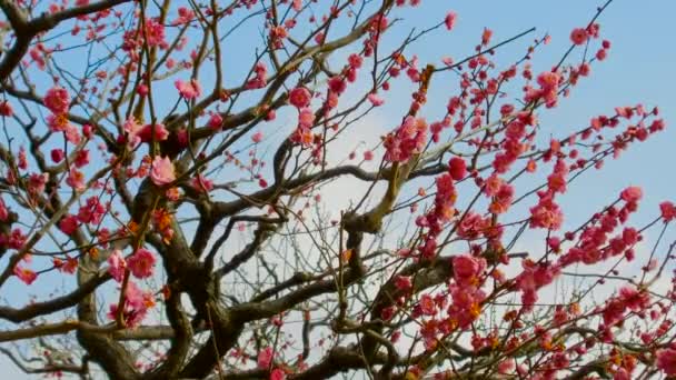 Close up van mooie sakura boom bloesems in park — Stockvideo