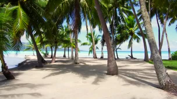 Palm trees on tropical beach in french polynesia — Stock Video