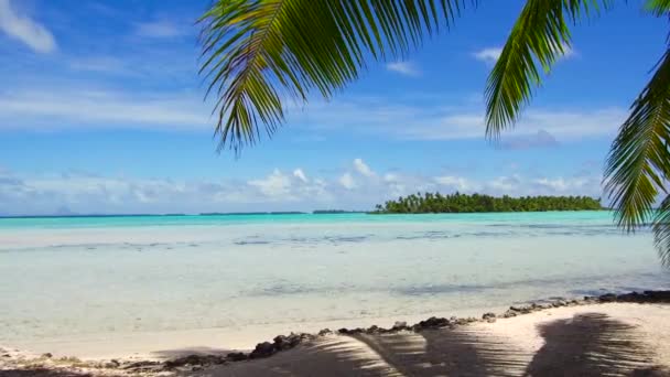 Playa tropical con palmera en la polinesia francesa — Vídeo de stock