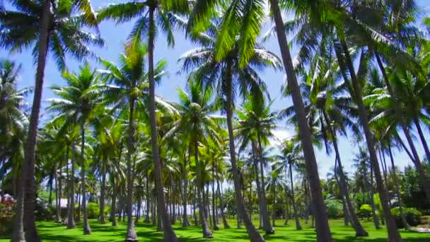 Palmer på tropisk ö i franska Polynesien — Stockvideo