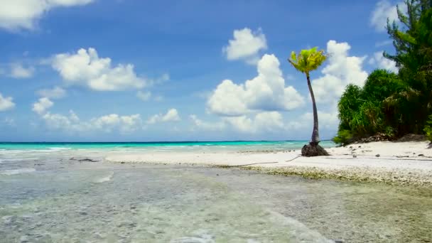 Playa tropical con palmeras en la polinesia francesa — Vídeos de Stock