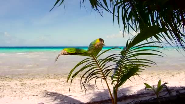 Playa tropical con palmeras en la polinesia francesa — Vídeos de Stock