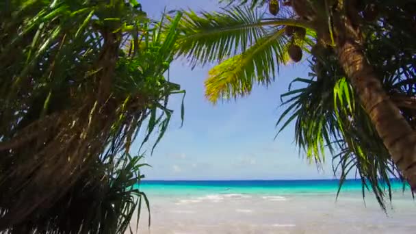 Viaggio Paesaggio Marino Natura Spiaggia Tropicale Con Palme Cocco Polinesia — Video Stock