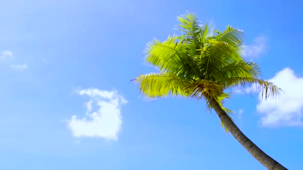 Palmera sobre cielo azul — Vídeos de Stock