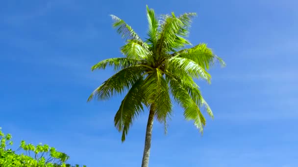Пальмове дерево над блакитним небом — стокове відео
