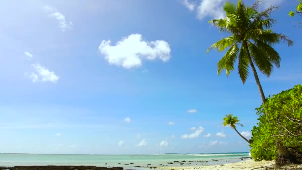 Тропічний пляж з пальмою у французькій полінезії — стокове відео