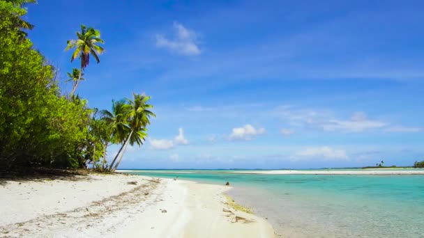 Spiaggia tropicale con palme in polinesia francese — Video Stock