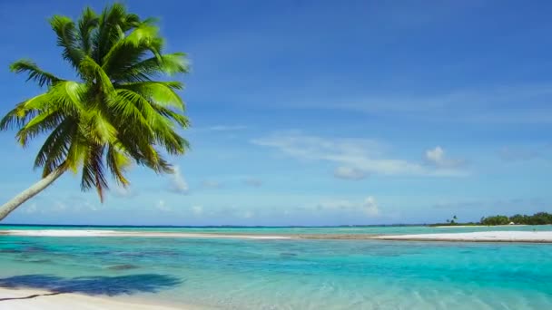 Playa tropical con palmera en la polinesia francesa — Vídeo de stock