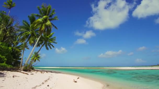 Tropisk strand med palmer i franska Polynesien — Stockvideo