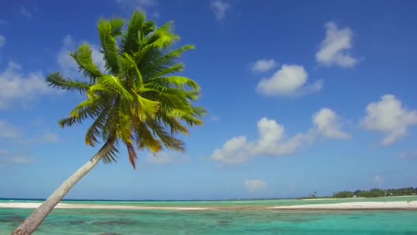Tropisch strand met een palmboom in Frans-Polynesië — Stockvideo