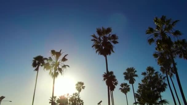 Palmeras sobre el sol brillando en el cielo azul — Vídeos de Stock