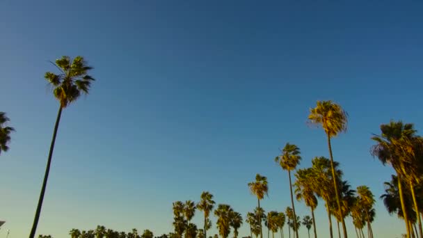 Palme sopra il sole splendente nel cielo blu — Video Stock