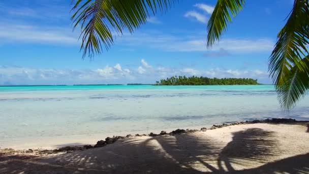 Tropisch strand met een palmboom in Frans-Polynesië — Stockvideo