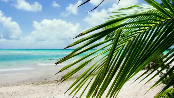 Tropical beach with palm tree in french polynesia — Stock Video