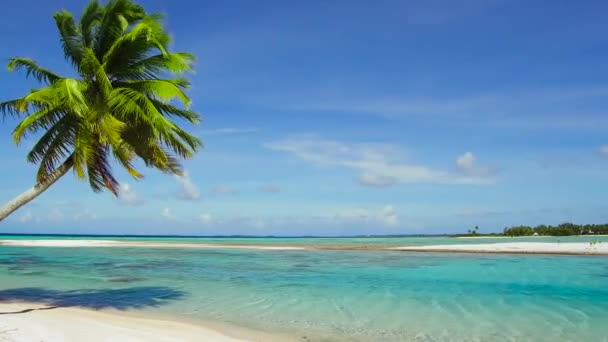 Тропический пляж с пальмой во французской полинезии — стоковое видео