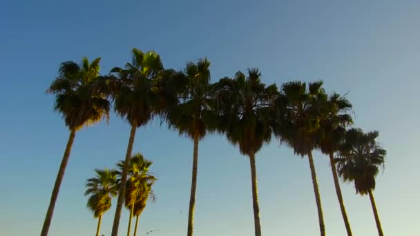 Palmen über dem Himmel am Strand von Venedig, Kalifornien — Stockvideo