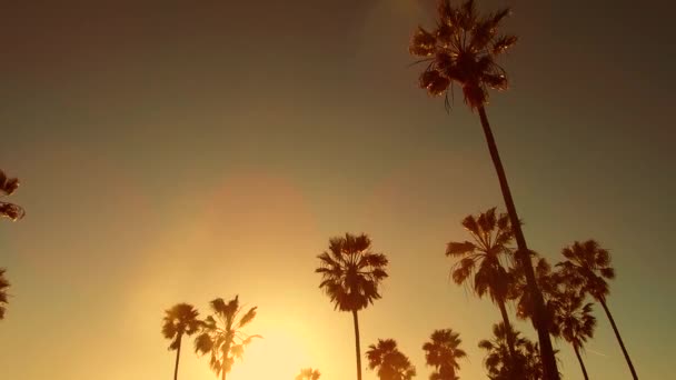アット ベニス ビーチ、カリフォルニア州の太陽以上のヤシの木 — ストック動画