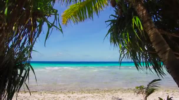 Playa tropical con copalms en polinesia francesa — Vídeos de Stock