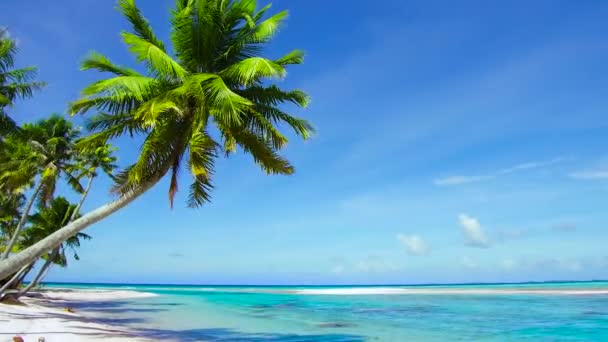 Тропический пляж с пальмами во французской Полинезии — стоковое видео