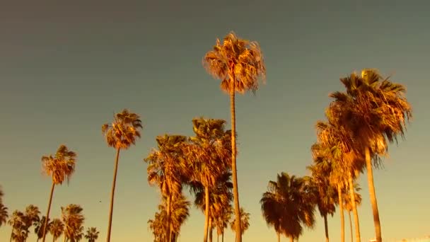 Palmy nad niebo w venice beach, Kalifornia — Wideo stockowe
