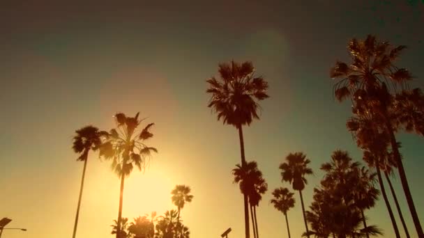 Palmeras sobre el sol en la playa de Venecia, California — Vídeo de stock