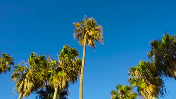 Пальмы над небом на пляже Венице, Калифорния — стоковое видео
