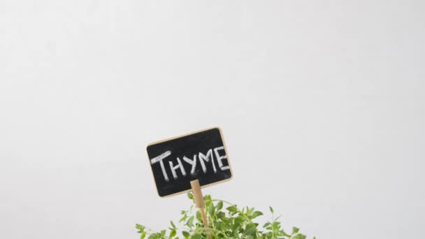 Groene tijm kruid met naam plaat in de pot op tafel — Stockvideo