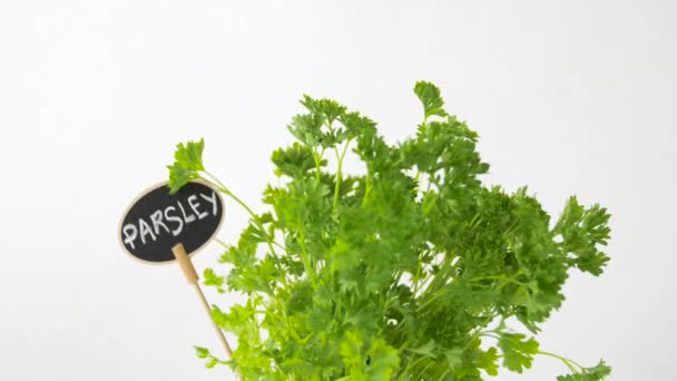 Herbe de persil vert avec plaque d'identification en pot sur la table — Video