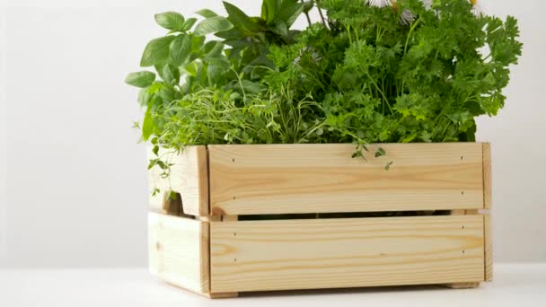Hierbas verdes o especias en caja de madera en la mesa — Vídeos de Stock