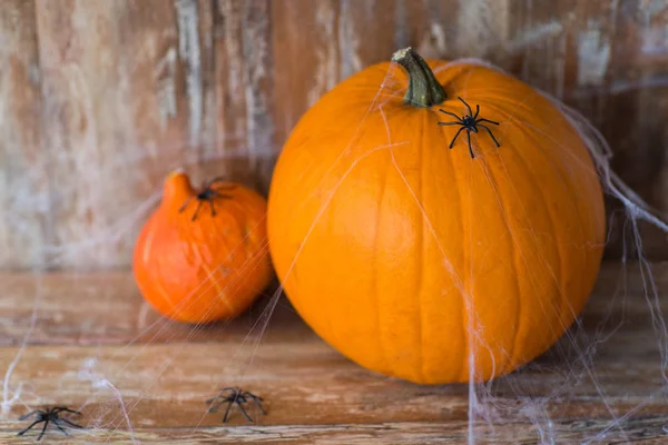 Halloween-Kürbisse mit Spinnen und Spinnweben — Stockfoto