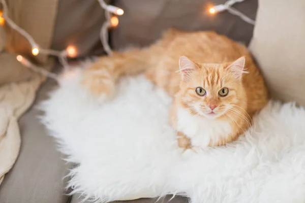Gatto tabby rosso sul divano con pelle di pecora a casa — Foto Stock