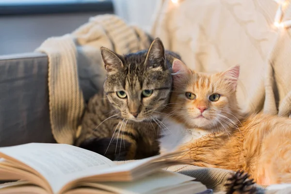 Δύο γάτες ξαπλωμένη στον καναπέ με βιβλίο στο σπίτι — Φωτογραφία Αρχείου