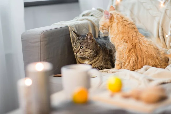Två katter ligger på soffan hemma — Stockfoto