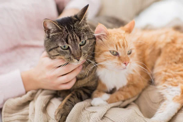 在床上的红猫和花猫的主人关闭 — 图库照片