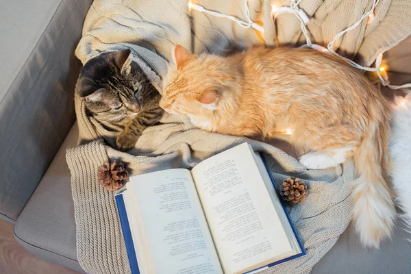 Dos gatos acostados en sofá con libro en casa —  Fotos de Stock