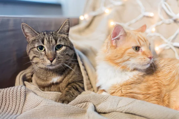 Dwa koty leżące na kanapie w domu — Zdjęcie stockowe