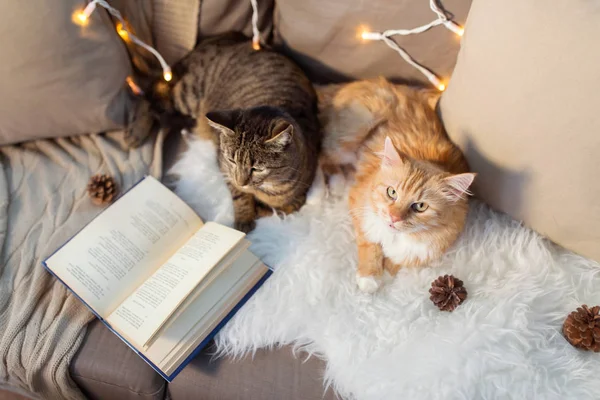 Dois gatos deitados no sofá com livro em casa — Fotografia de Stock