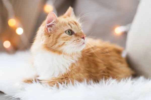 Gatto tabby rosso sul divano con pelle di pecora a casa — Foto Stock