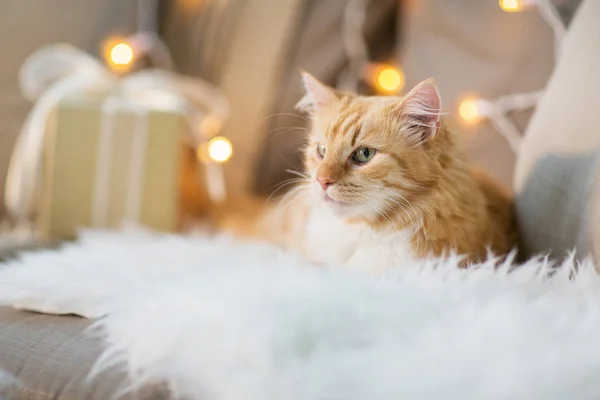 Červené mourovatá kočka na pohovce s vánoční dárek doma — Stock fotografie