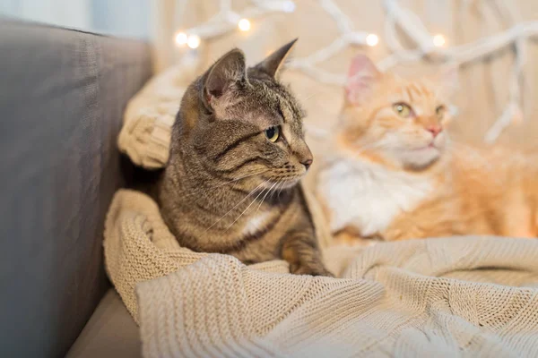 Due gatti sdraiati sul divano di casa — Foto Stock