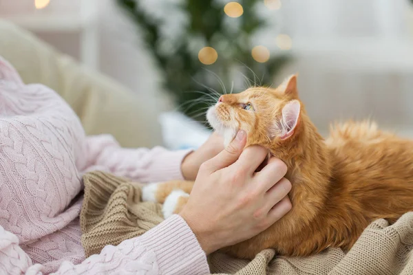 关闭业主抚摸红猫在家里的床上 — 图库照片